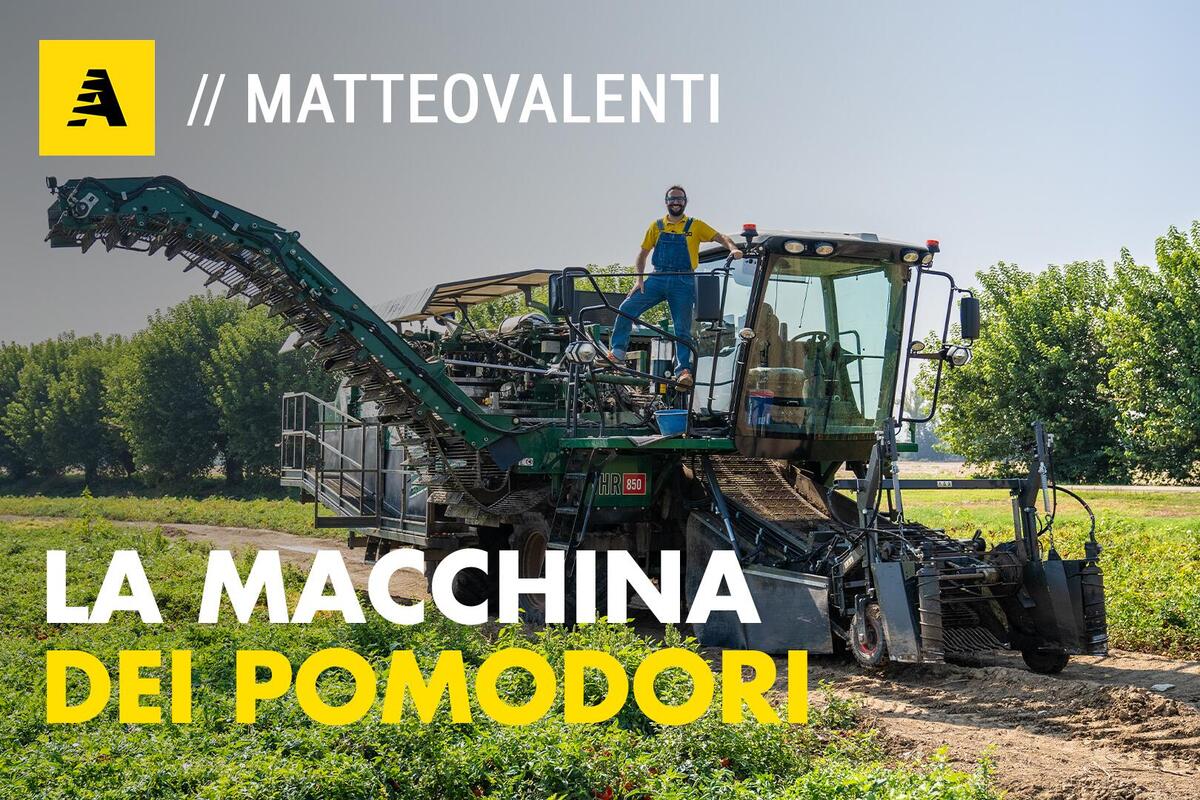 perchè i pomodori si spaccano