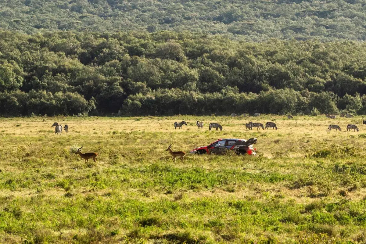 WRC25 Kenya. Vince il “Nuovo” Evans, Toyota [VIDEO] (37)