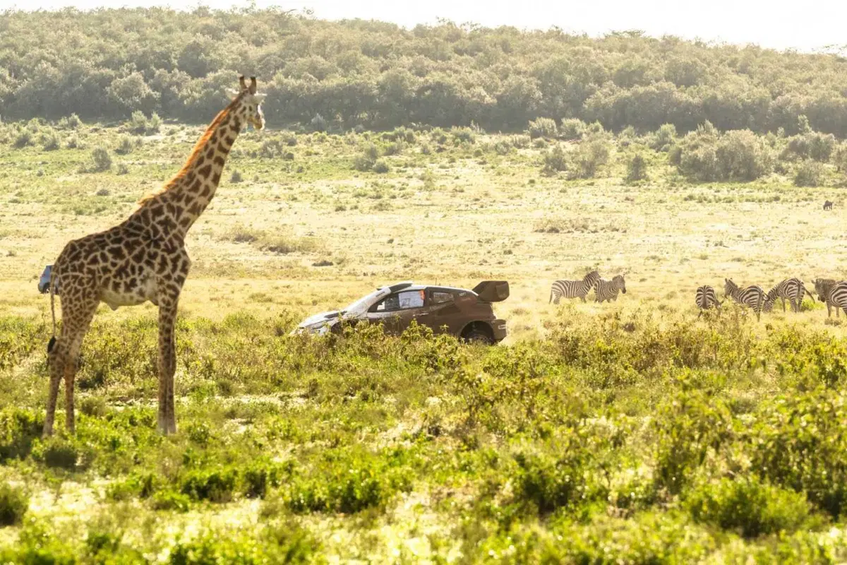 WRC25 Kenya. Vince il “Nuovo” Evans, Toyota [VIDEO] (40)