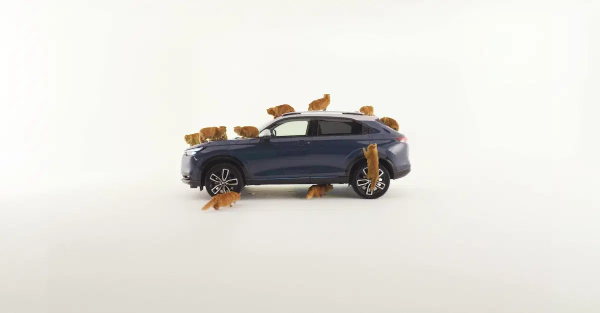 Pesce d'aprile Honda? L'auto ideale per i gatti ha i sedili speciali [VIDEO]