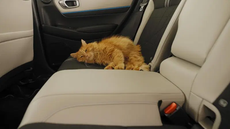 Gatto coccolato dai sedili all'erba gatta