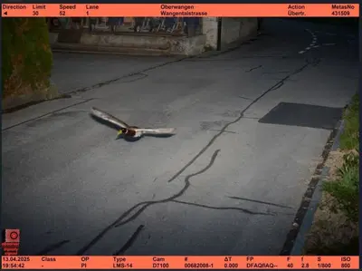 Autovelox in Svizzera: la multa "impossibile" a 50 km/h