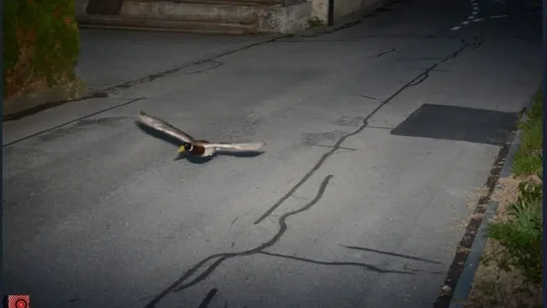 Autovelox in Svizzera: la multa "impossibile" a 50 km/h