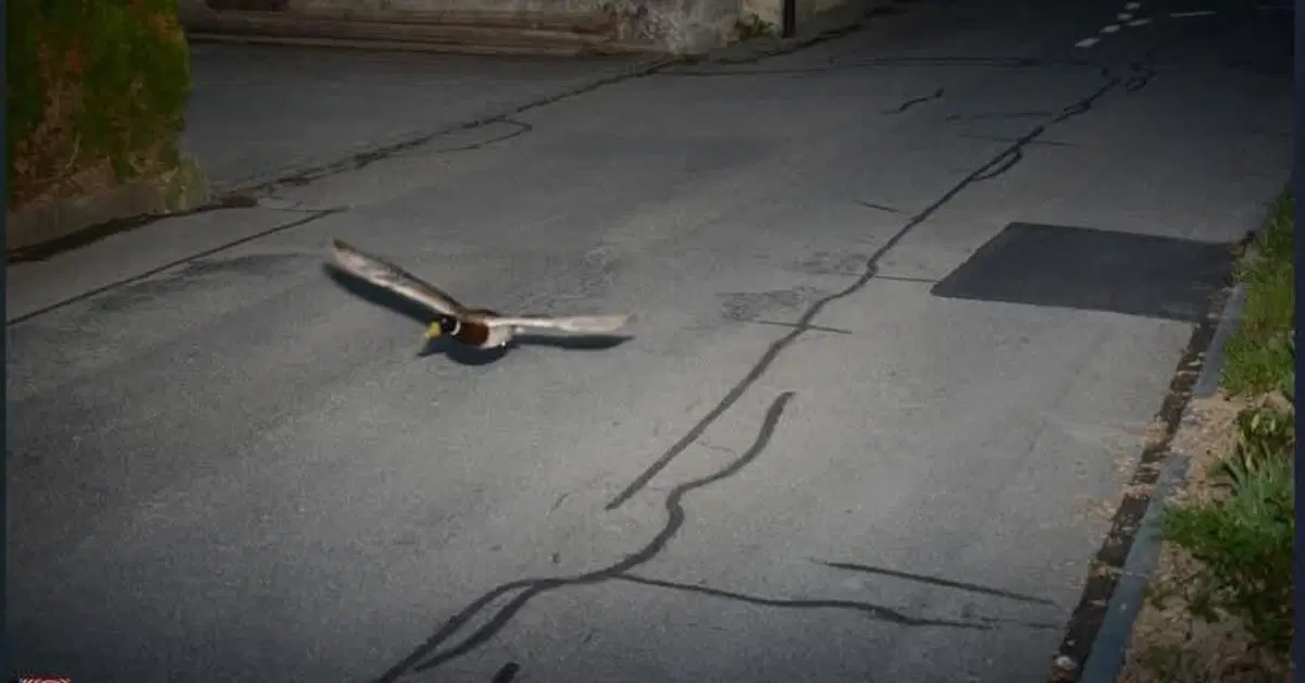 Autovelox in Svizzera: la multa "impossibile" a 50 km/h
