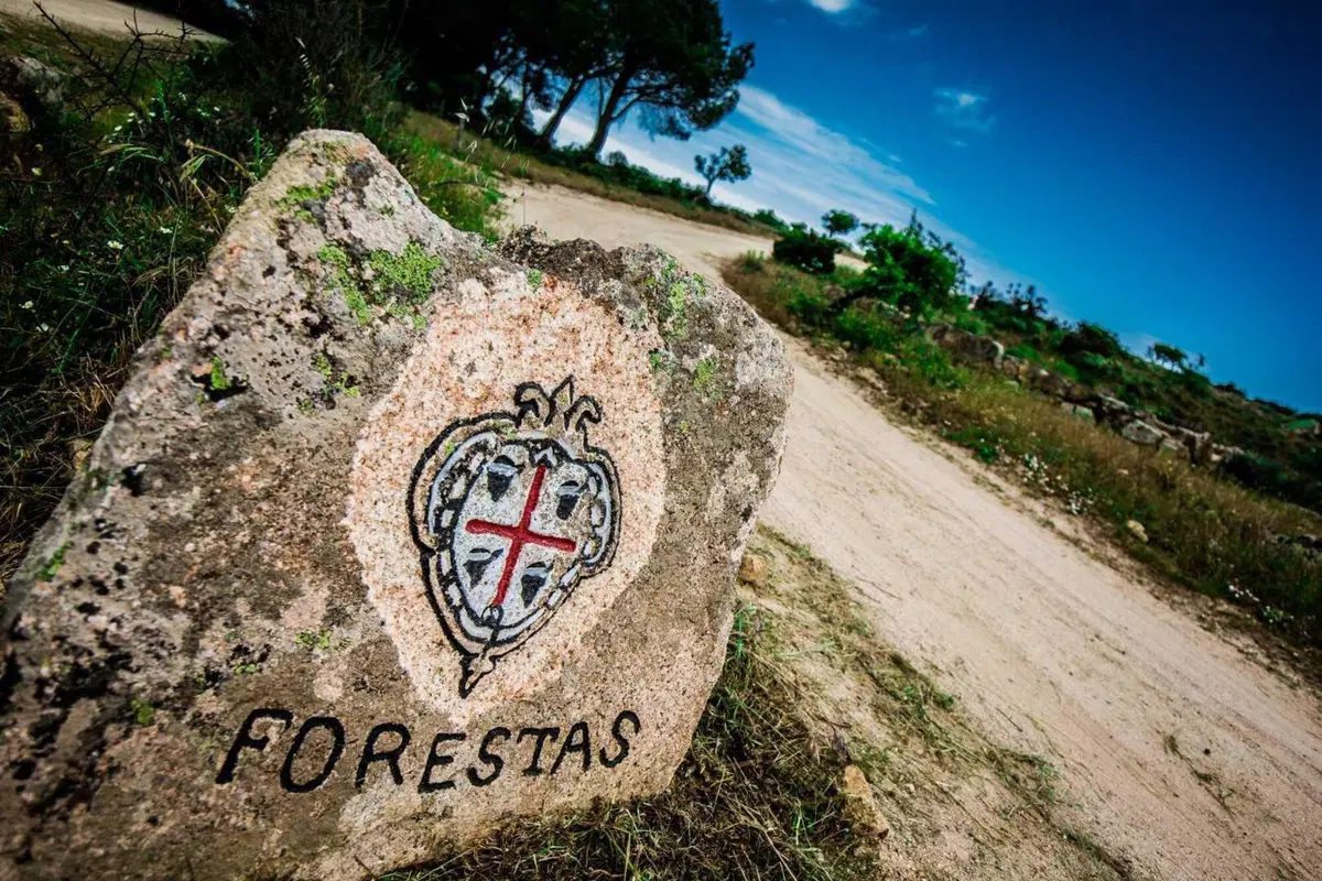 WRC25 Sardegna. “RIS”25 D1. In testa un giovane… Sébastien Ogier [VIDEO] (29)
