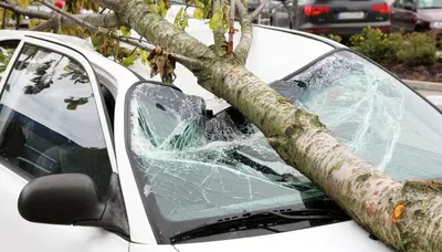 Chi paga se un'albero mi cade sull'auto? Assicurazione o il comune?