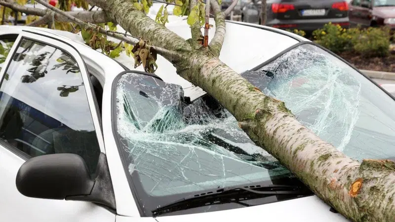 Chi paga se un'albero mi cade sull'auto? Assicurazione o il comune?