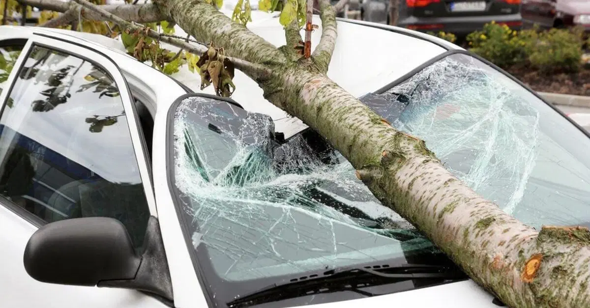Chi paga se un'albero mi cade sull'auto? Assicurazione o il comune?