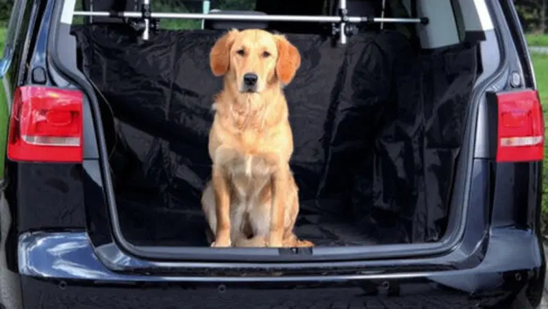 Animali in auto: no alla cintura specifica, ecco cosa dice la Legge