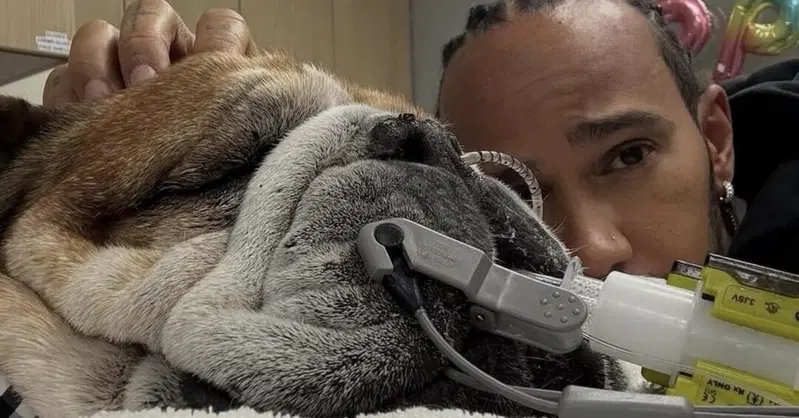 Paura per Lewis Hamilton: il suo cane Roscoe &egrave; grave, saltato il test al Mugello