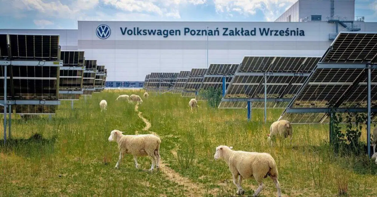 Volkswagen licenzia 100 persone e assume 100 pecore: ecco il loro sorprendente lavoro