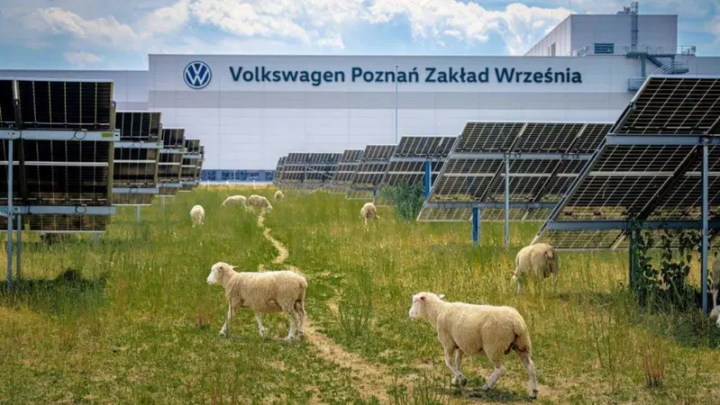 Volkswagen licenzia 100 persone e assume 100 pecore: ecco il loro sorprendente lavoro