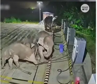Cina, elefante rimane incastrato nel cavo della colonnina: un compagno la distrugge per "salvarlo" [VIDEO]