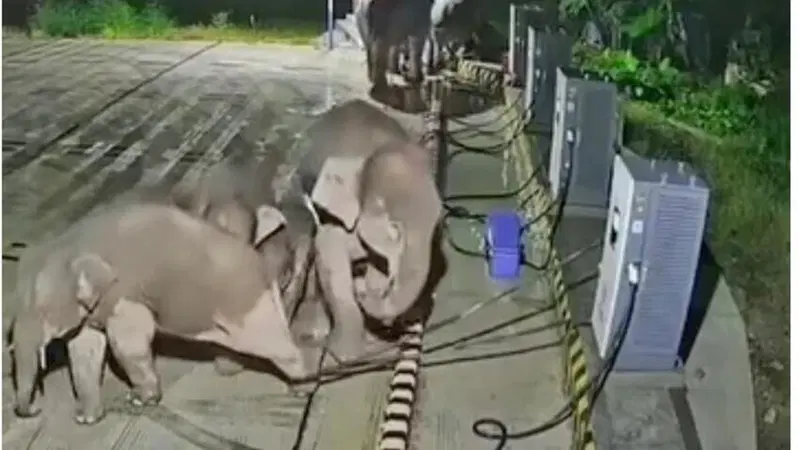 Cina, elefante rimane incastrato nel cavo della colonnina: un compagno la distrugge per "salvarlo" [VIDEO]