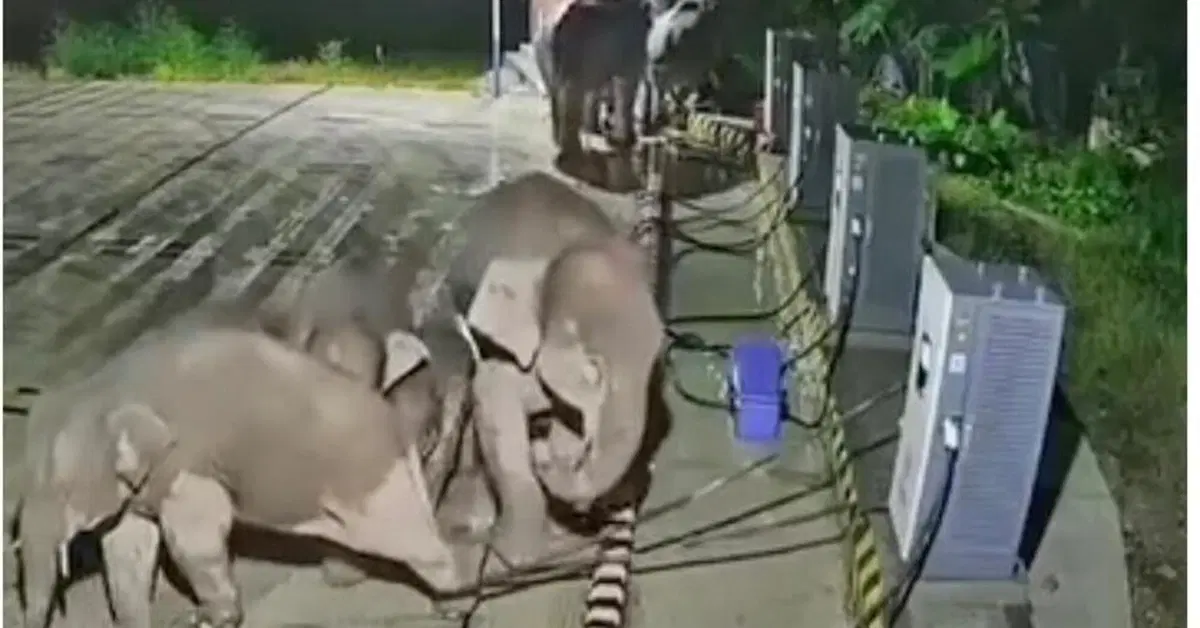Cina, elefante rimane incastrato nel cavo della colonnina: un compagno la distrugge per "salvarlo" [VIDEO]