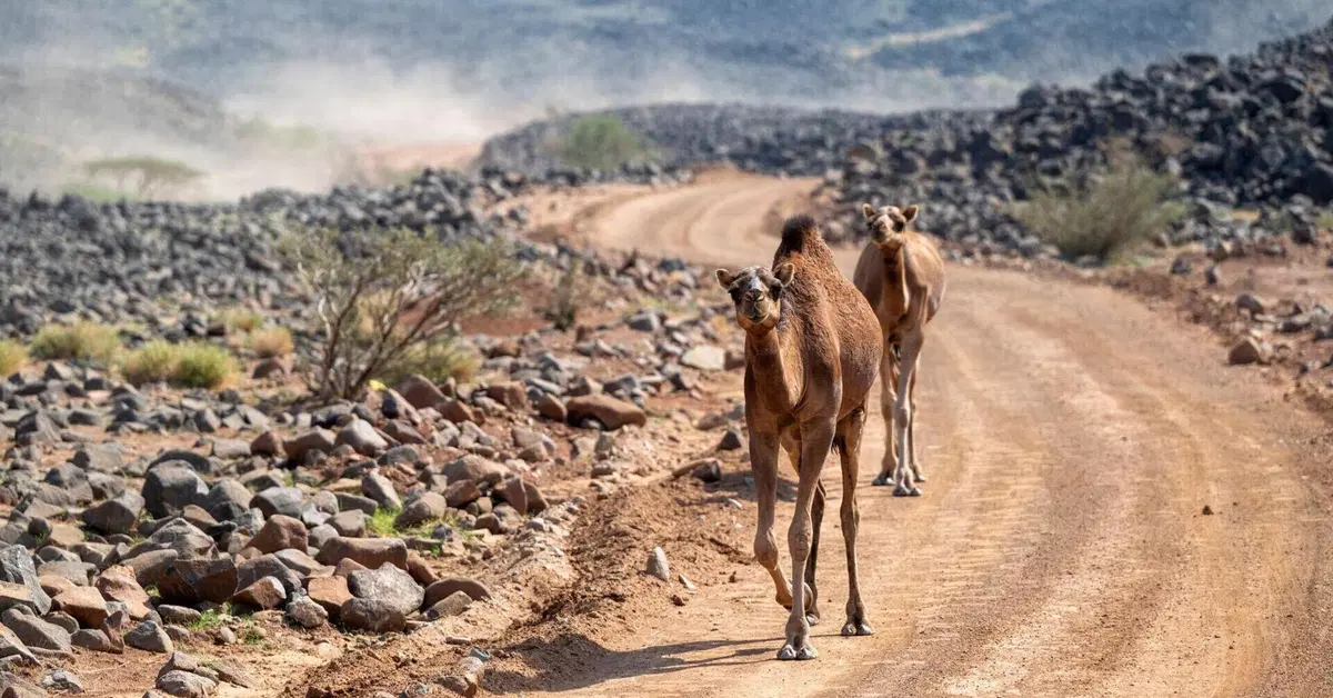 Allarme generale, dopo la Sardegna il Mondiale WRC potrebbe essere in pericolo.