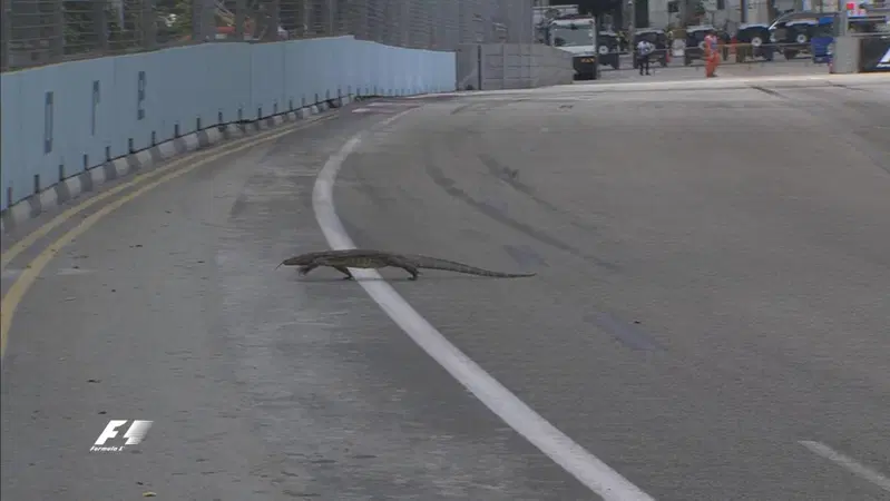 L'invasione di pista del varano. Foto: F1, via Twitter