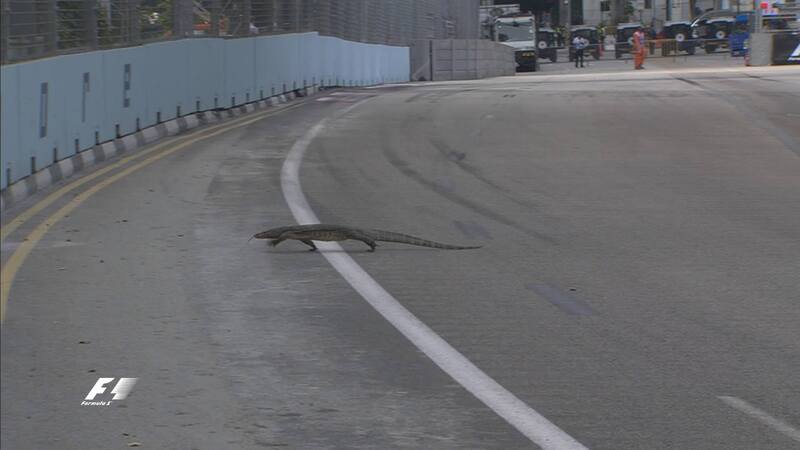 L&#039;invasione di pista del varano. Foto: F1, via Twitter