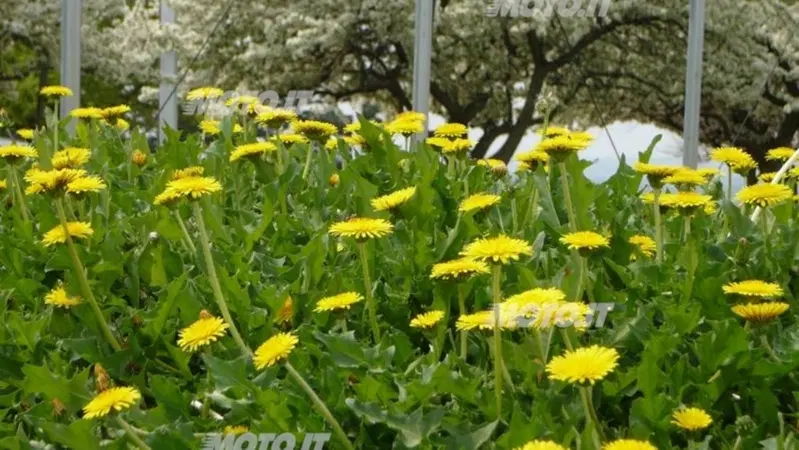 Bridgestone: nel futuro delle gomme ricavate dai fiori