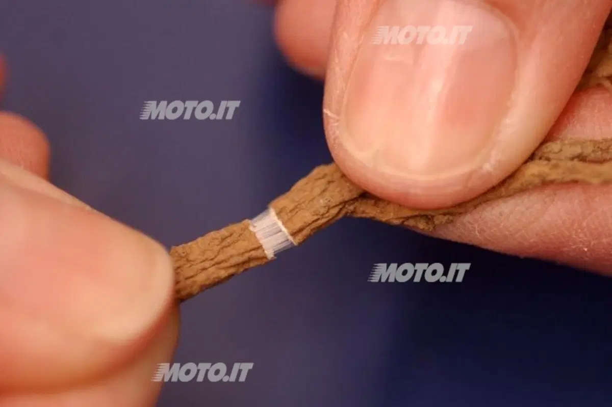 Bridgestone: nel futuro delle gomme ricavate dai fiori (2)