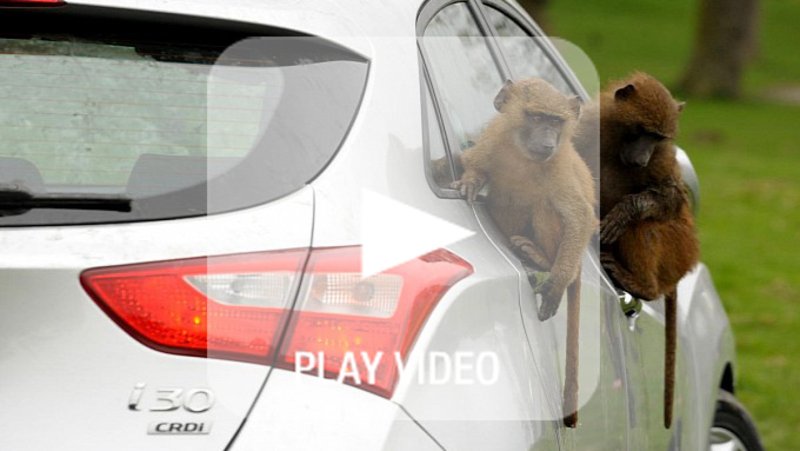 Hyundai i30: resistenza a prova di babbuino