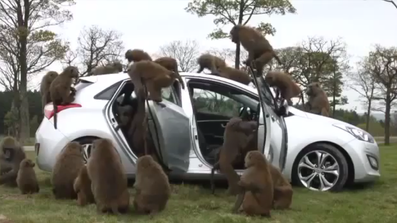 Hyundai i30: resistenza a prova di babbuino - Video