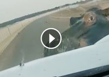 Ippopotamo furioso contro Ford Ranger [Video]