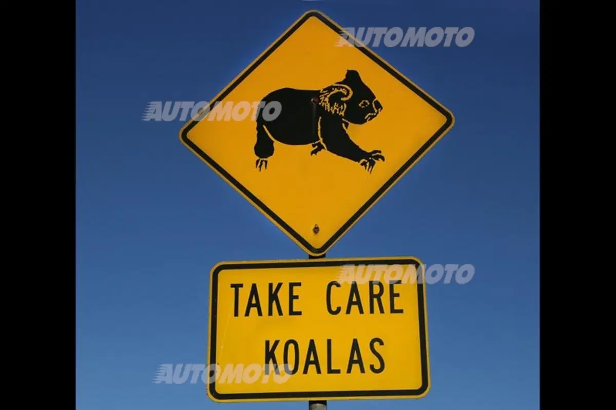 WRC Australia 2014: vince Ogier (65)