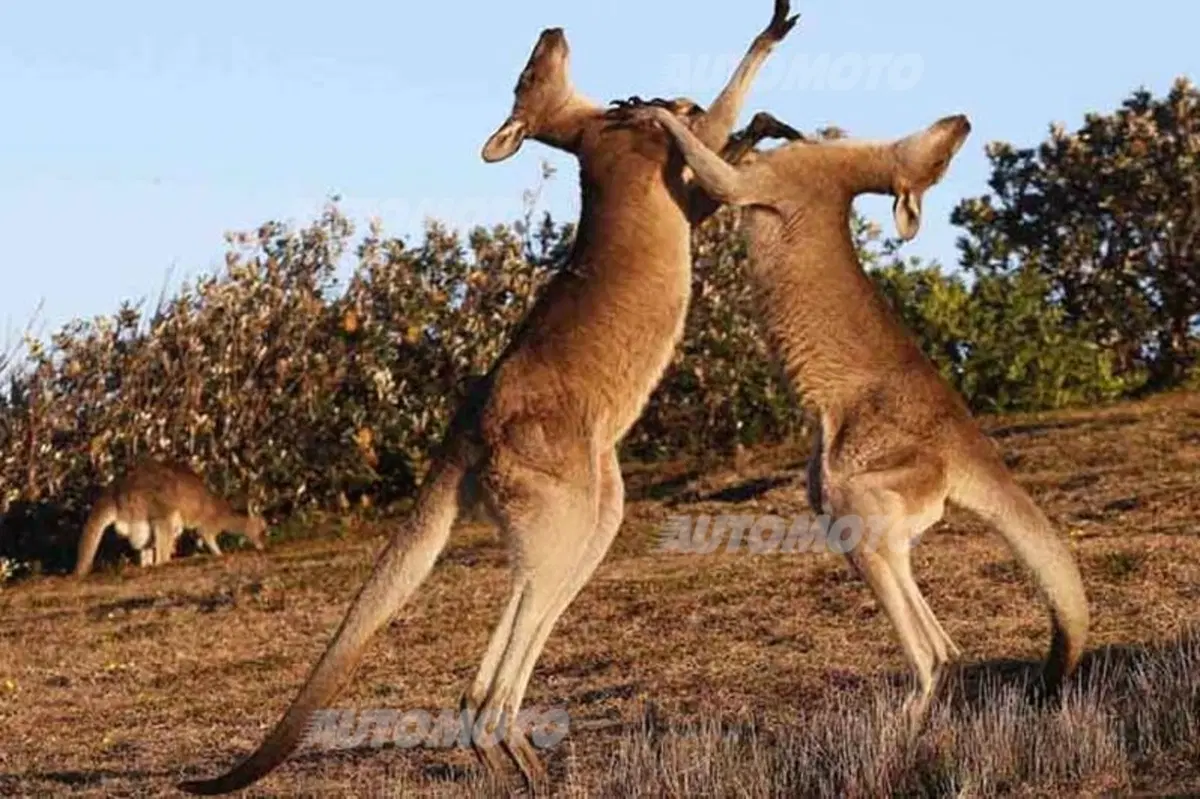WRC Australia 2014: le foto più belle ed emozionanti (18)